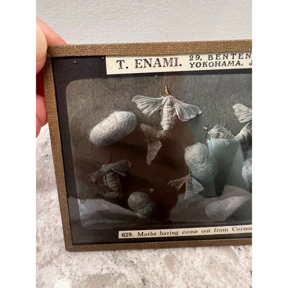 Antique Magic Glass Lantern Slide T. Enami Moths Having Come out from Cocoons JL - Picture 2 of 4